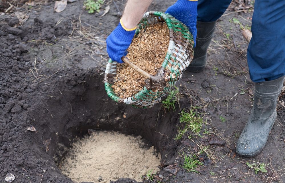 La plantation des arbustes à baies dans le jardin