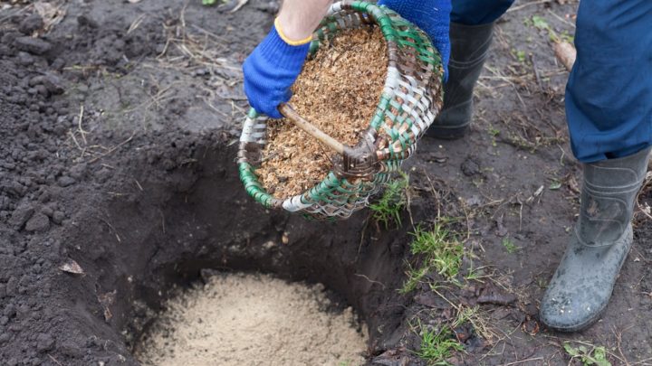 La plantation des arbustes à baies dans le jardin